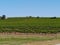 The South Australian wine vineyards