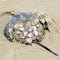 South Bethany beach Horseshoe crab 2016