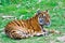 South China tiger