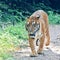 South China tiger walking 3