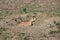 A South Dakota prairie dog guards his burrow.