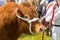 A South Devon bull at a show