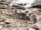 South Elephant Seal, Mirounga leonina, Souders Island, Falkland - Malvinas
