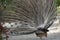 South End of a Northbound Peacock Displaying At a Florida Garden