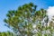 South Florida slash pine Pinus elliottii densa covered in pine cones - Tree Tops Park, Davie, Florida, USA