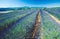 South-France: Nice smelling agricultural palnts: A Lavender-Planatation
