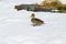 South Georgia Pintail, South Georgia, Antarctica