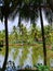 South India, Kerala,  Nedungolam, Paravur Lake, Kerala backwaters