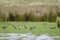 South Island oystercatchers and paradise shelduck.