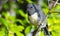 South Island Robin male perched on branch