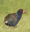 South Island Takahe, Porphyrio hochstetteri