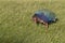 South Island Takahe, Porphyrio hochstetteri