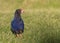 South Island Takahe, Porphyrio hochstetteri