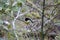 South island Tomtit at Blue Pools on Haast Pass New Zealand