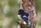 South Island Tomtit, Petroica macrocephala macrocephala