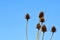 South Italy country side and a view on dried weeds