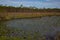 South Louisiana marsh wetlands with a pond of aquatic waterlily plants