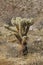 South of Palm Springs Cactus Brush California Desert