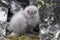 South Polar skua chick sitting near the nest