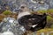 South Polar Skua female is sitting on eggs in a nest