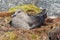 South Polar Skua female sitting on the nest.