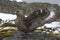 South Polar Skua near the nest during the breeding season