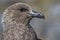 South Polar Skua portrait Antarctic