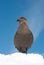 South polar skua sitting on the snow.