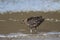 South polar skua,Stercorarius maccormicki,