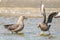 South polar skua,Stercorarius maccormicki,