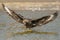 South polar skua,Stercorarius maccormicki,