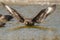 South polar skua,Stercorarius maccormicki,