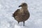 South polar skuas which stands