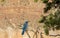 The South Rim, access to the Grand Canyon, blue woodpecker