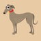 South Russian Hound. Vector illustration of a dog.
