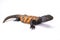 South Saharan spiny-tailed lizard (Uromastyx flavifasciata)
