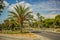 South tropic city building landmark and park outdoor clear weather summer scenic urban view with street car road and palms on