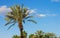 South tropic scenic landscape summer time photography of palm trees on clear blue sky background empty copy space for your text