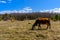 South Ural cows, pasture, farm with a unique landscape, vegetation and diversity of nature.