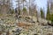 South Ural kurumnik, stones, cobblestones, moss with a unique landscape, vegetation and diversity of nature.