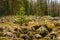 South Ural kurumnik, stones, cobblestones, moss with a unique landscape, vegetation and diversity of nature.