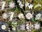 South West Australian White Wild flowers Collage