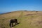 South west coast path North Cornwall with wild pony in beautiful weather