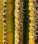 South west desert cactus plant shot close-up with shadows and needles