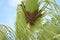 South West Honey Bees on Palm Tree Leaf