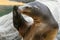 Southamerican sea lion female funny pose portrait nose to fin