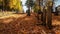 SOUTHBRIDGE, MASSACHUSETS. USA - NOVEMBER 17 2017. Old graveyard in a small town in New England with stone tombs autumn leaves fal