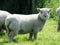 Southdown Sheep