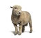 Southdown sheep, Babydoll, smiling sheep, isolated