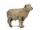 Southdown sheep, Babydoll, smiling sheep isoplated